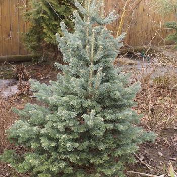 Пихта субальпийская Abies lasiocarpa ‘Argentea’